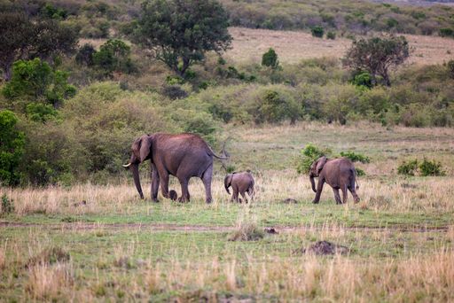 An African elephant family of a mother and two calves walking leisurely across a lush grassy field
