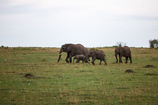 An African elephant family of a mother and two calves walking leisurely across a lush grassy field