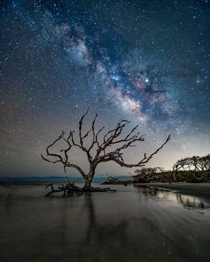 The Milky Way shines over a boneyard tree on Driftwood Beach, Jekyll Island, Georgia.