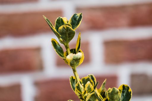 A closeup shot of beautiful green and yellow plants growing against a brick wall