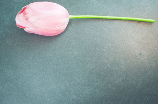 A top view of a pink tulip on a stone surface with copy space