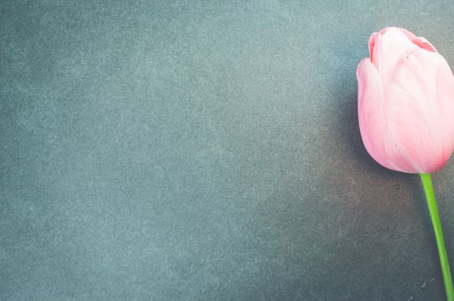 A top view of a pink tulip on a stone surface with copy space