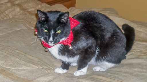 A closeup shot of a lovely cat at Christmas