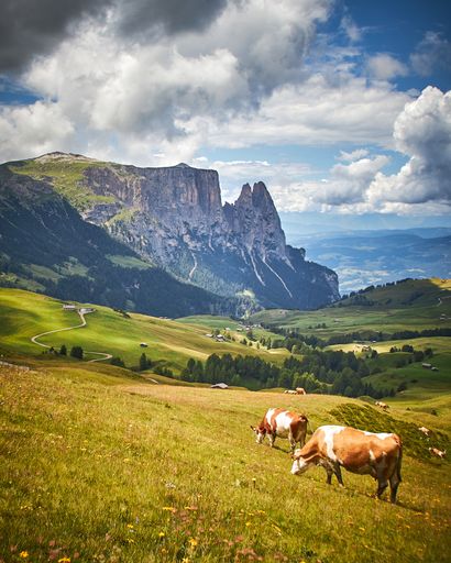 A herd of cows grazing on a green pasture surrounded by high rocky cliffs