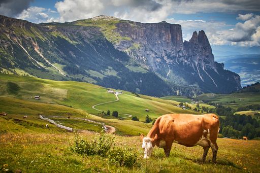 A brown cow grazing on a green pasture surrounded by high rocky mountains