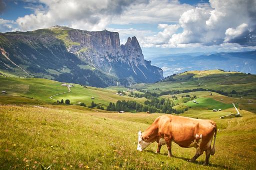 A brown cow grazing on a green pasture surrounded by high rocky mountains