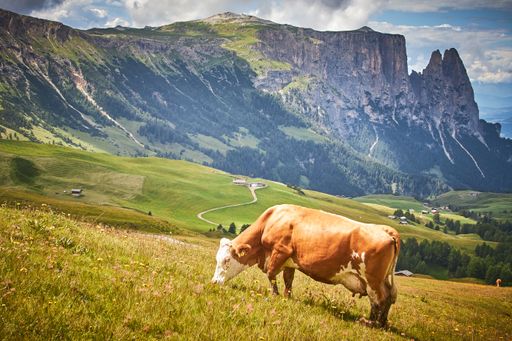 A brown cow grazing on a green pasture surrounded by high rocky mountains