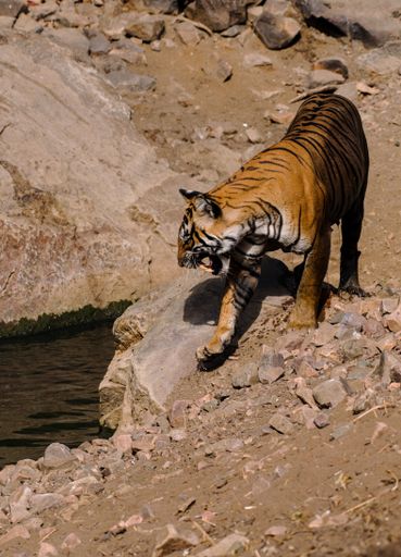 A vertical shot of a tiger standing near the lake and getting ready to drink water