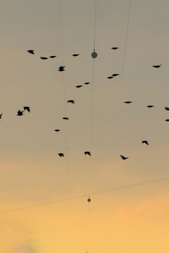 A vertical shot of the sky at sunset with silhouettes of a lot of birds flying