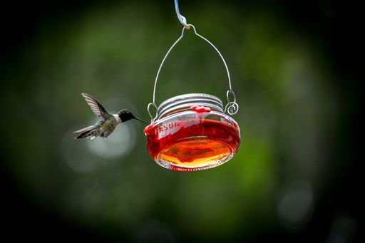 Hummingbird feeding from a mason jar feeder