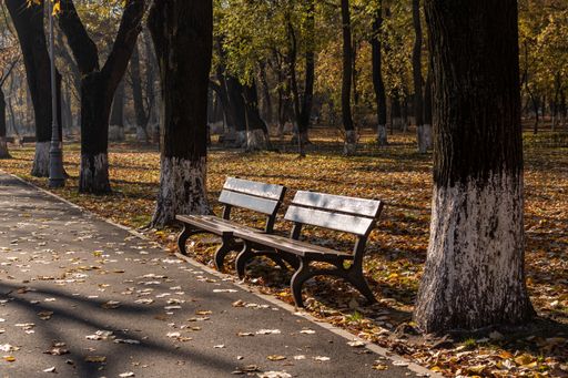 A closeup shot of a bench in the park in autumn