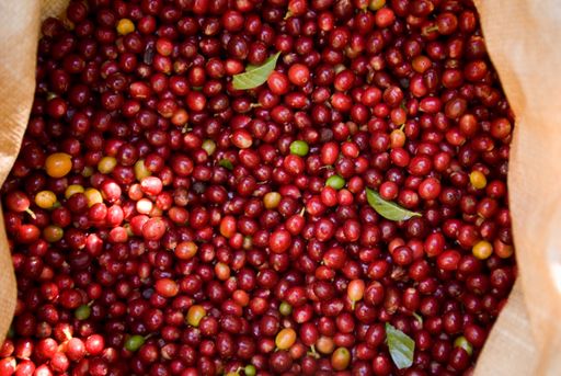 A closeup of fresh coffee beans in a bag under sunlight in Guatemala