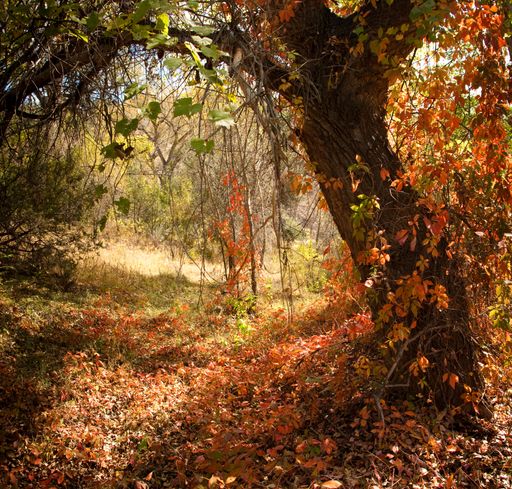 A beautiful view with fallen autumn leaves near a tree in Gila National Forest