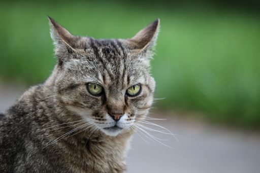 An angry domestic grey cat on a blurred background