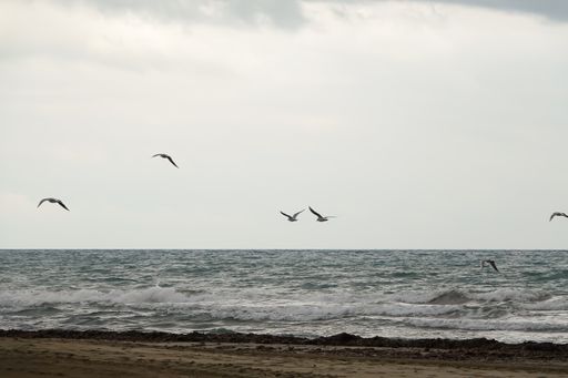 A closeup shot of a seagulls outdoor sea fly freedom