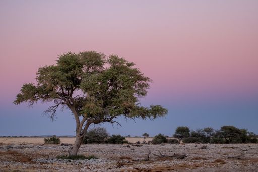 A single tree in a field full of bushes under the colorful sky