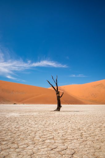 A vertical shot of a leafless tree in a desert with sand dunes in the background