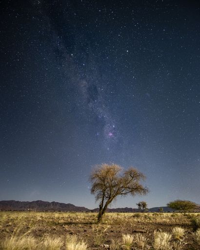 A vertical shot of a tree with the breathtaking Milky Way Galaxy in the background