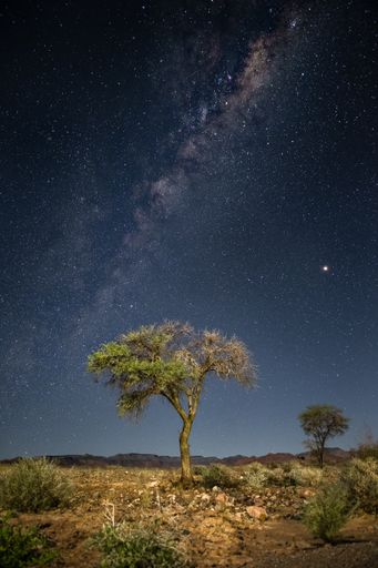A vertical shot of a tree with the breathtaking Milky Way Galaxy in the background