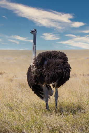 A vertical shot of ostrich on the field