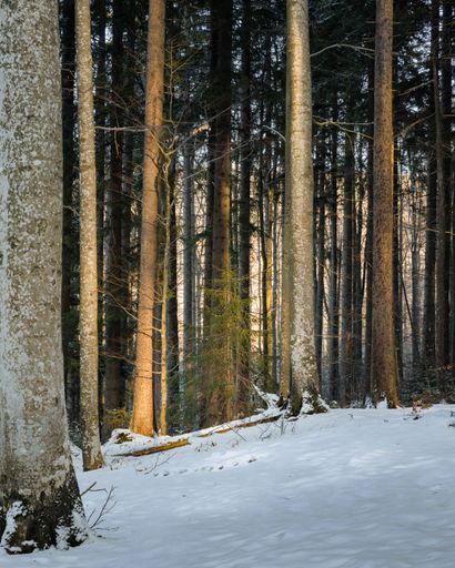 A vertical shot of snow-covered ground of a forest during winter