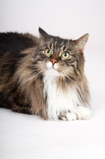 A closeup vertical portrait of a cute furry Siberian cat isolated on a white background
