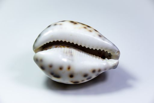 A seashell Cypraea tigris on white background