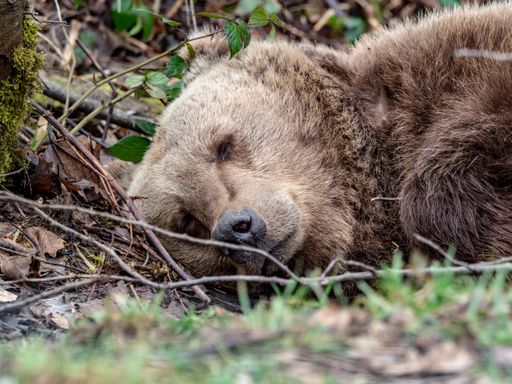 A cute brown bear laying on the ground in the forest