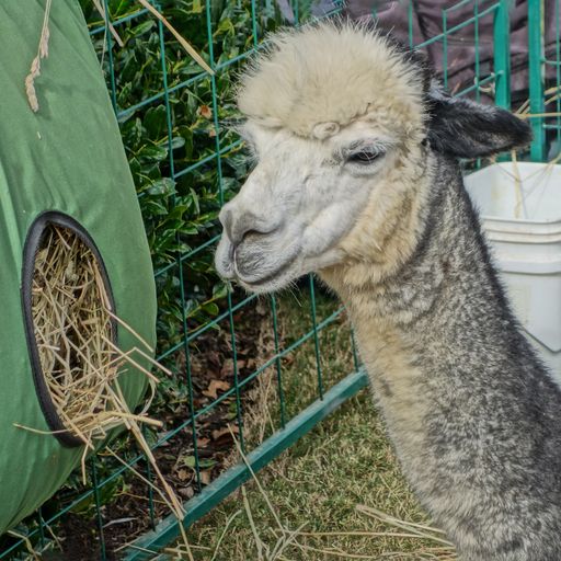 A closeup shot of a llama in a zoo behind a fence