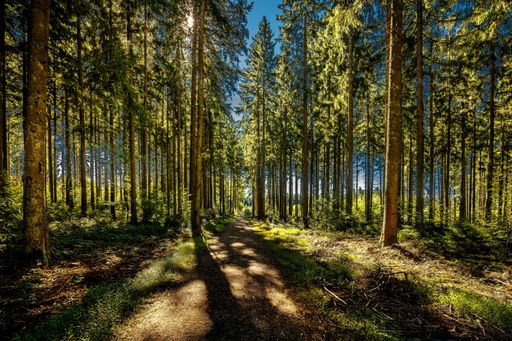 A crisp pathway winding through a lush forest of tall trees, the perfect setting for a peaceful stroll