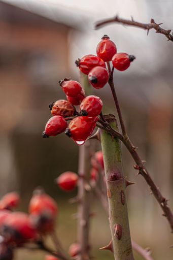 A vertical shot of dried rose hips on the branch covered in raindrops with a blurry background