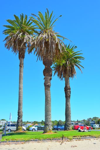 View of three large palms at St Heliers Bay beach
