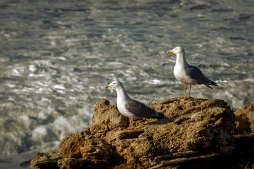 A closeup of a beautiful seagulls sitting on rock near water, during sunset