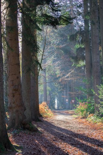 A beautiful shot of an empty alley of tall trees in the forest during sunrise