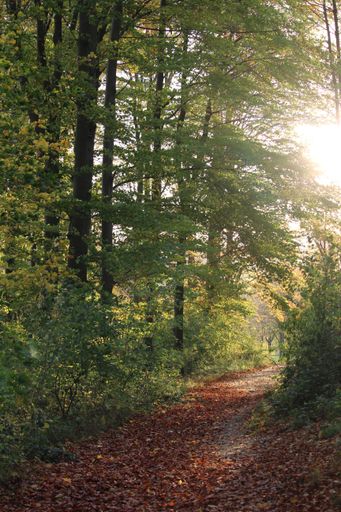 A beautiful shot of an empty alley of tall trees in the forest during sunrise