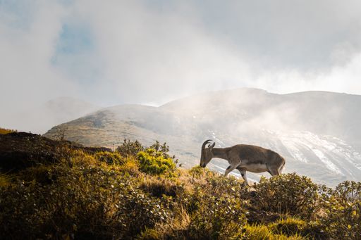 A view of a mountain Nilgiri ibex climbing and grazing on a sloppy hill