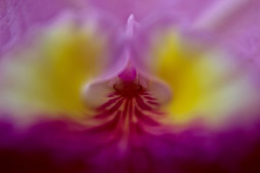 A macro shot of a purple orchid