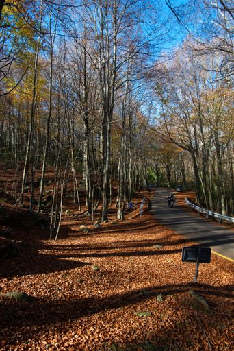 A vertical shot of the Montseny park covered in trees and dried leaves under a blue sky in autumn in Barcelona, Spain
