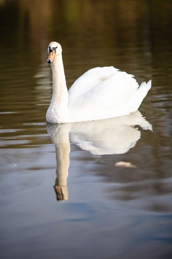A vertical shot of a swan swimming in the pond reflected in the water