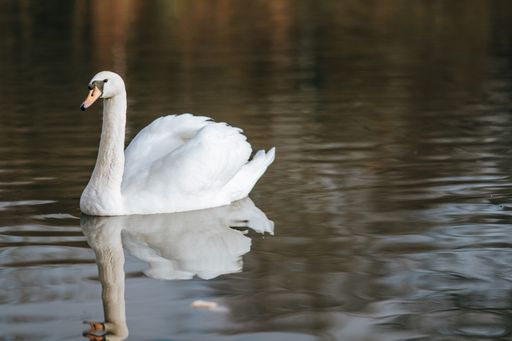 A closeup shot of a swan swimming in the pond reflected in the water