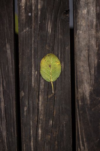 A vertical shot of a leaf on the wooden surfaces - perfect for mobile