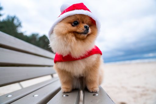 An adorable pomeranian spitz dog with a Santa Claus outfit sitting on a wooden bench on the beach
