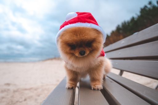 An adorable pomeranian spitz dog with a Santa Claus outfit sitting on a wooden bench on the beach