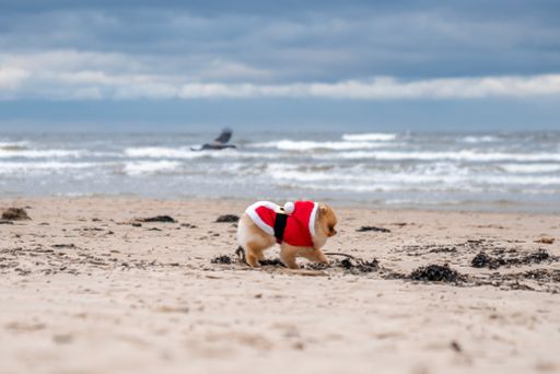 An adorable pomeranian spitz dog with a Santa Claus outfit running on the beach
