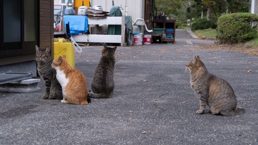 A selective focus shot of cats in the street