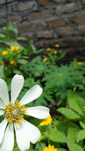 A vertical selective focus shot of a beautiful white zinnia flower outdoors during daylight
