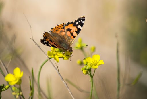A closeup of a Painted lady butterfly on a yellow flower in a field under the sunlight in Malta