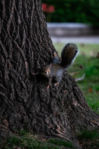 A vertical shot of a cute squirrel hanging out int he middle of the park