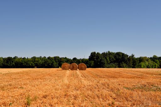 The three dry grass hays on an agricultural field surrounded by greens under the blue sky