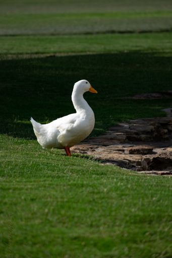 A scenery of a cute white Pekin Duck hanging out in the middle of the park